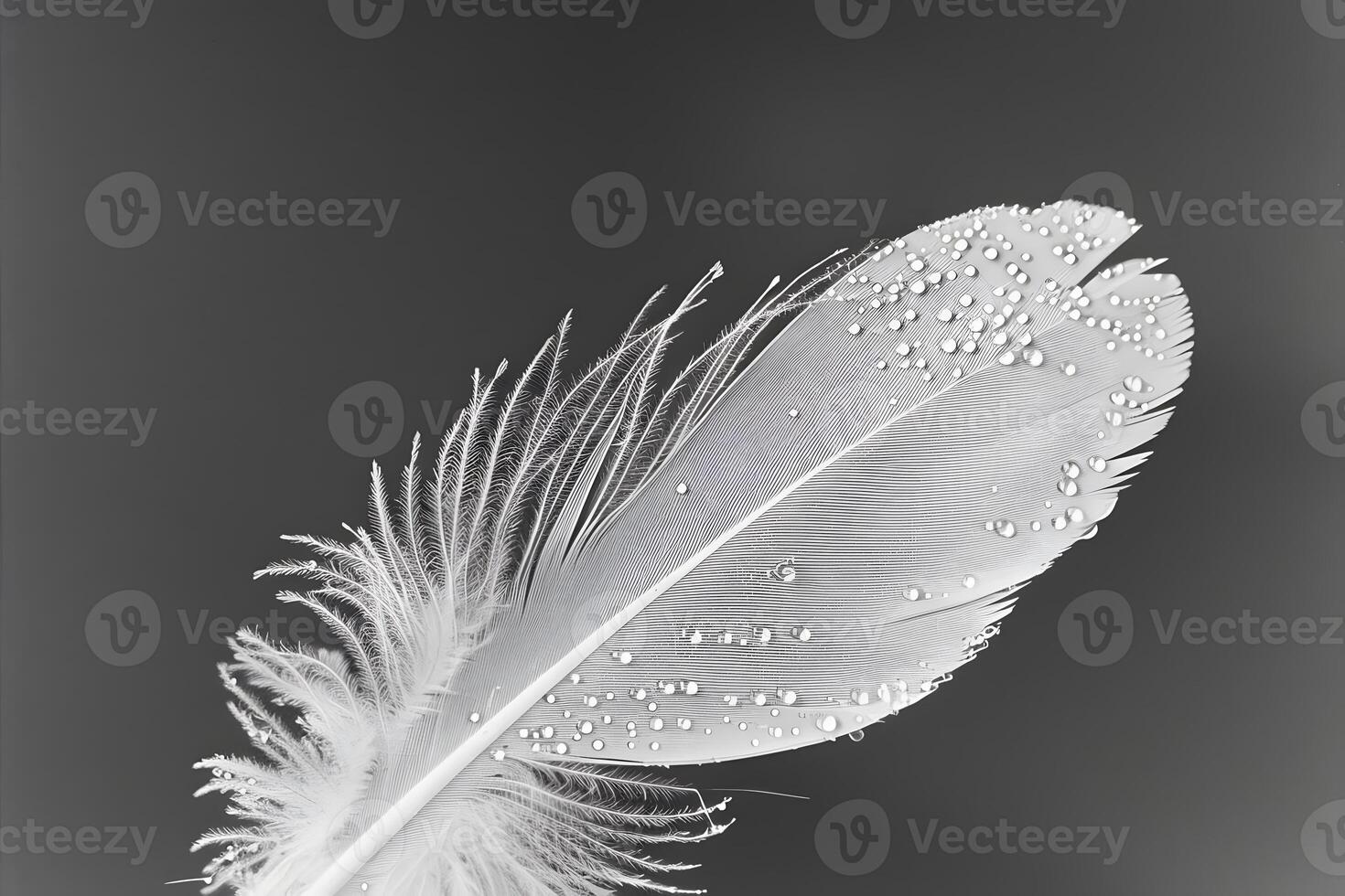 Water Droplets Adorn a Single White Feather Against a Dark Background A Study in Nature's Elegance and Delicate Details, Showcasing the Beauty of Simple Forms with Macro Photography photo