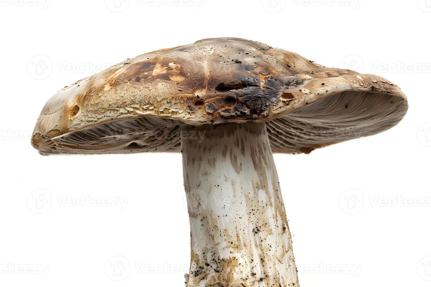 Exploring the Unique Features of a Wild Mushroom Cap, Stem, and Spores Detailed Up Close, Revealing its Intricate Structure and Natural Beauty with Amazing Clarity. photo