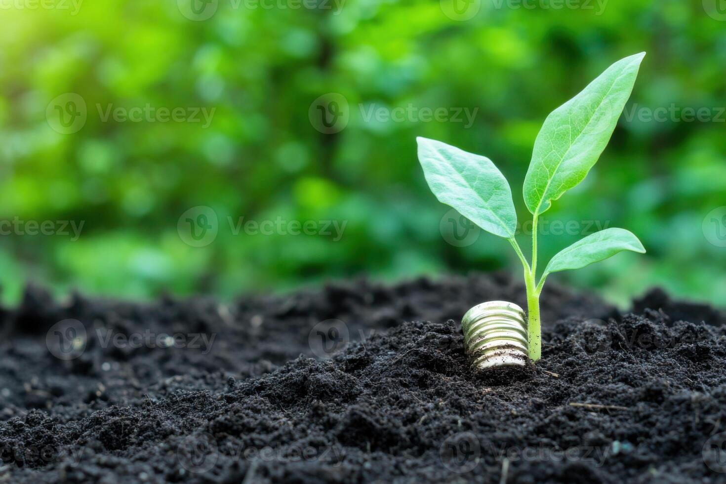 Green plant with coins on soil with green background photo