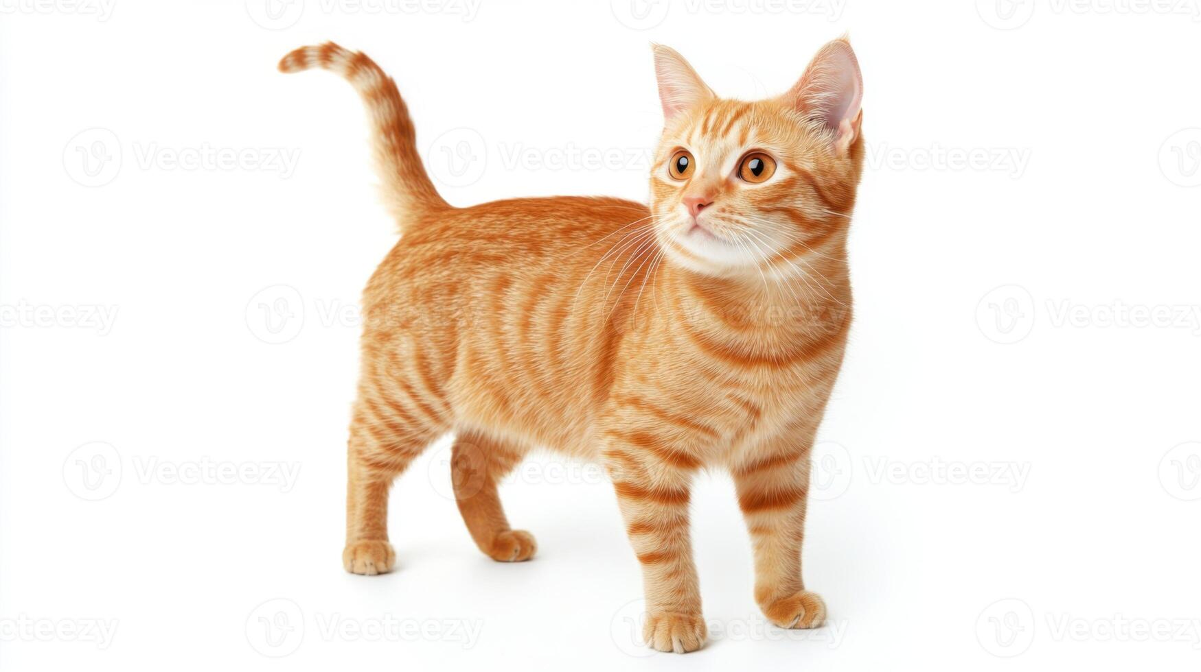 An orange tabby cat is standing on a white background photo