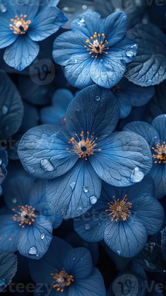 A close up of blue flowers with water droplets photo