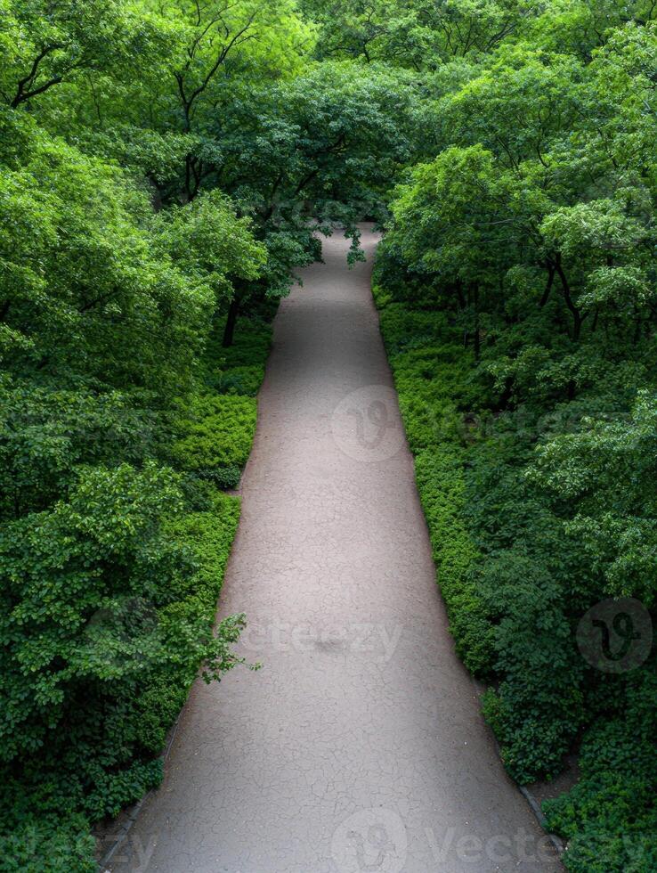 Pathway through a lush green forest photo