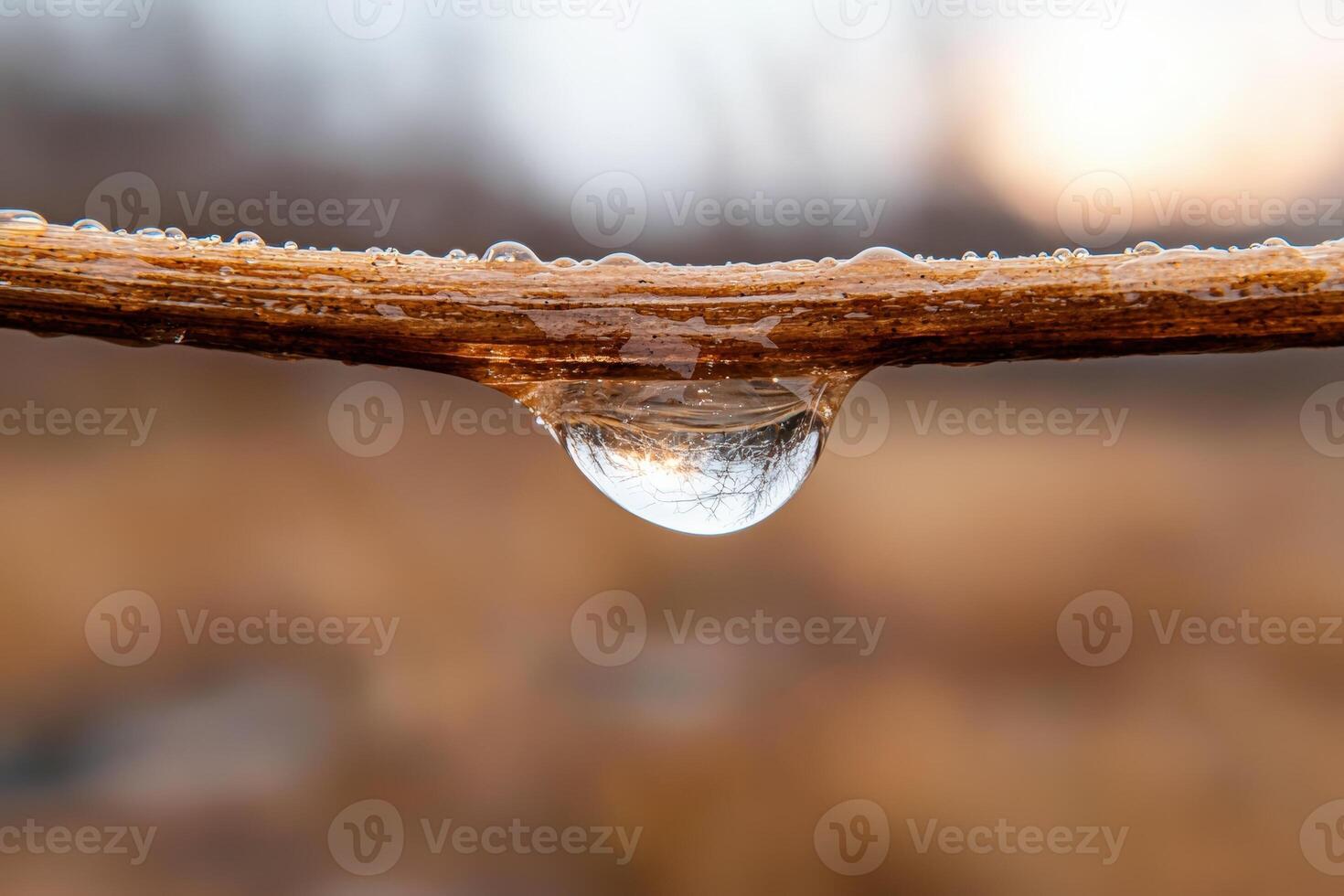 Water droplet hanging from a branch in nature photo