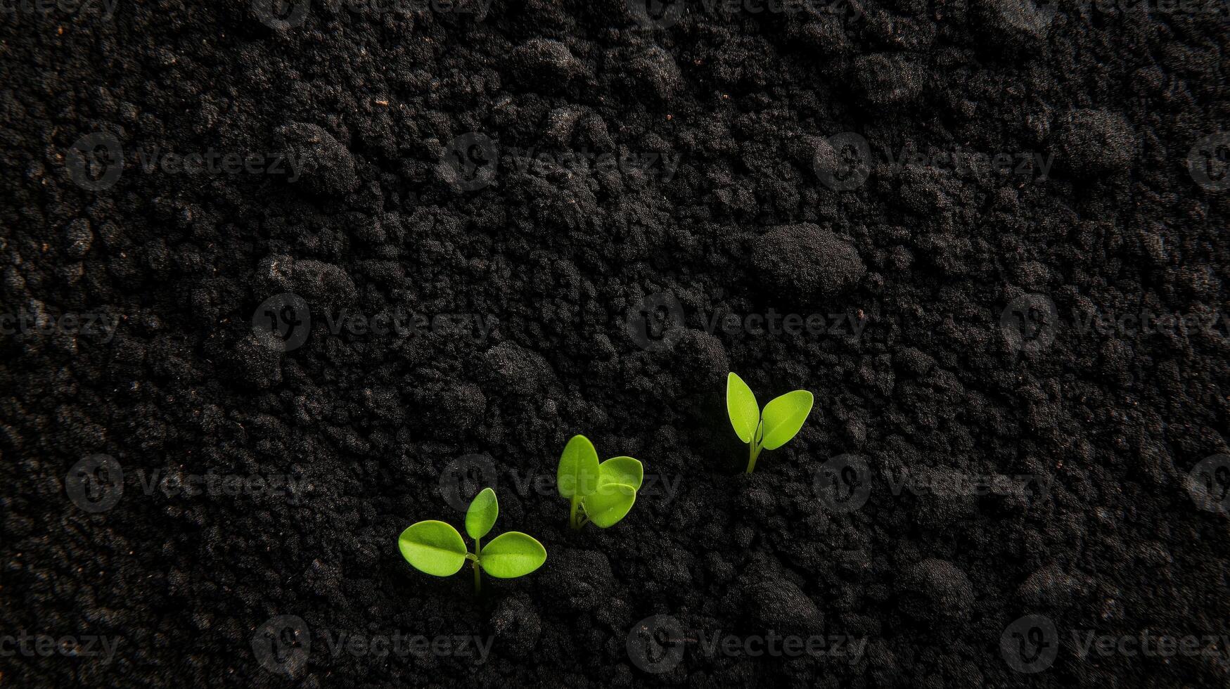 Two small plants growing out of black soil photo