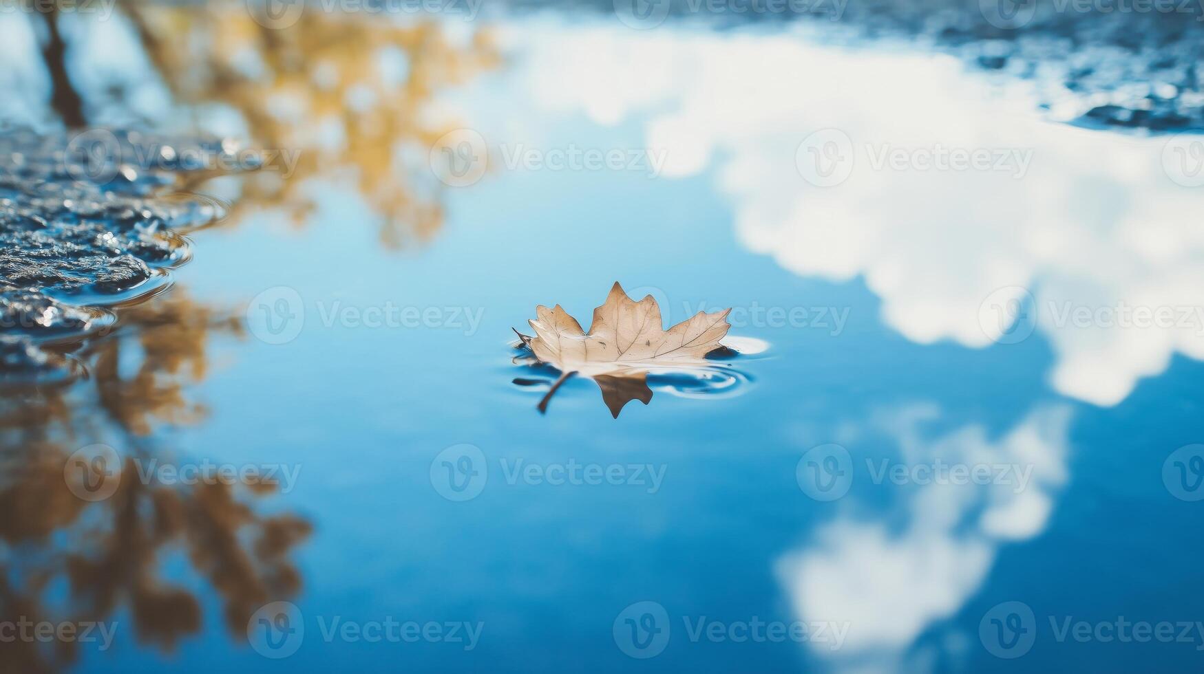 A single leaf floating in a puddle of water photo