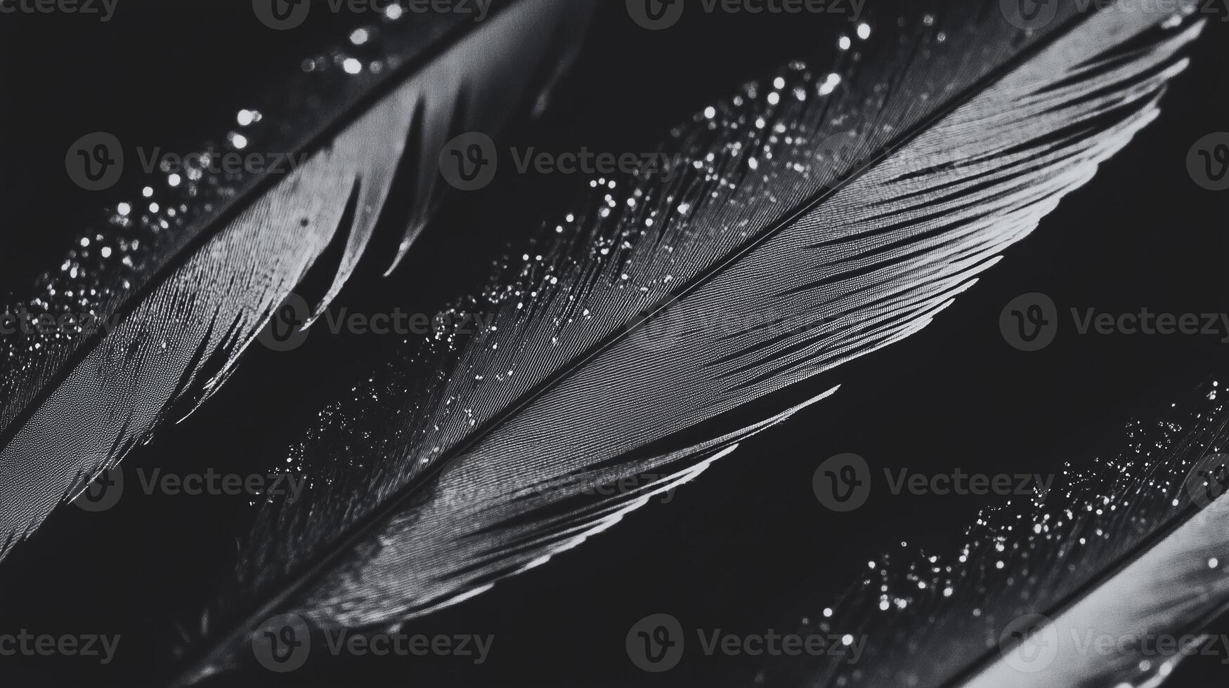 Black and white photograph of feathers with water droplets photo