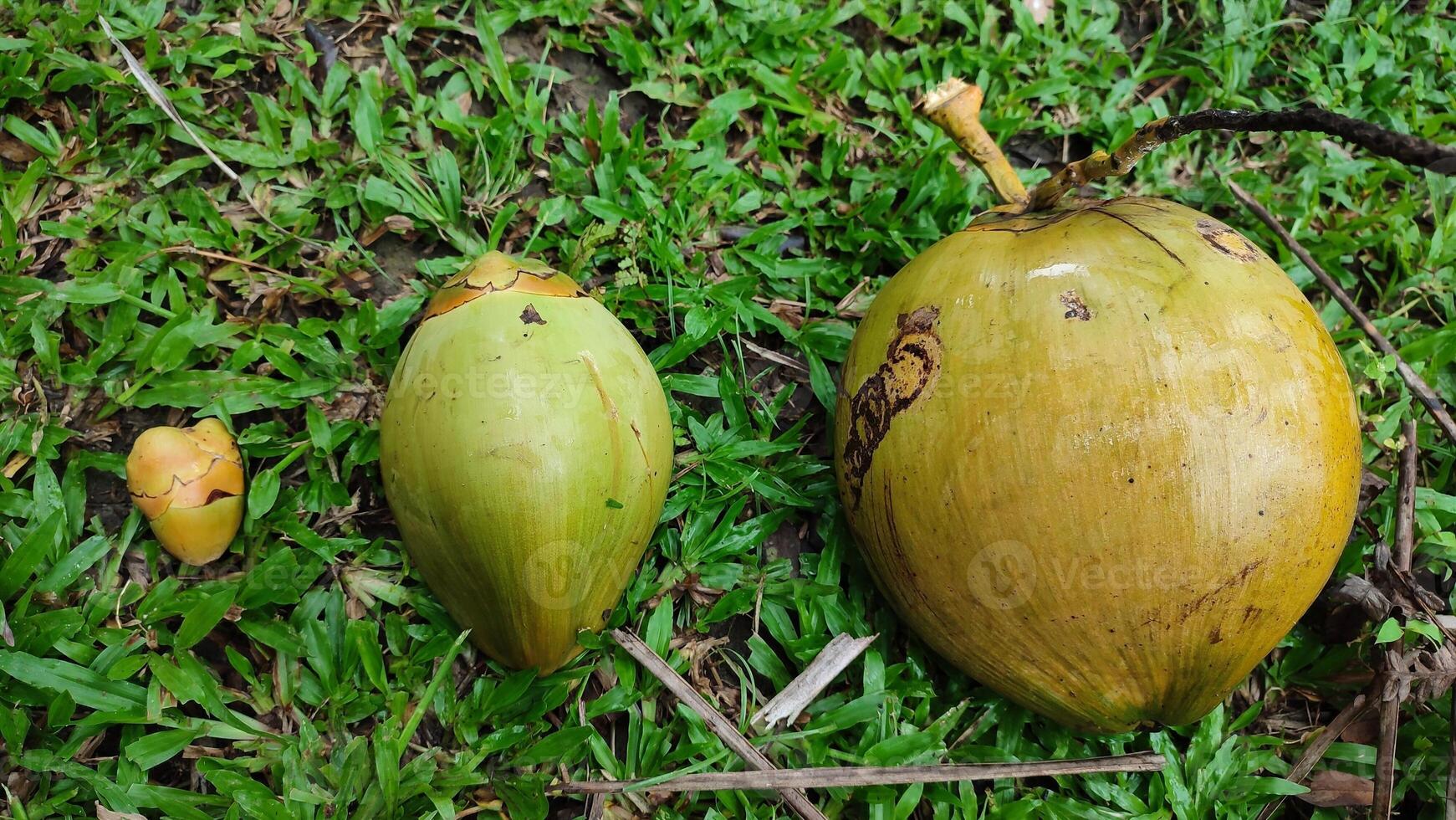 Three coconuts are sitting on the ground photo