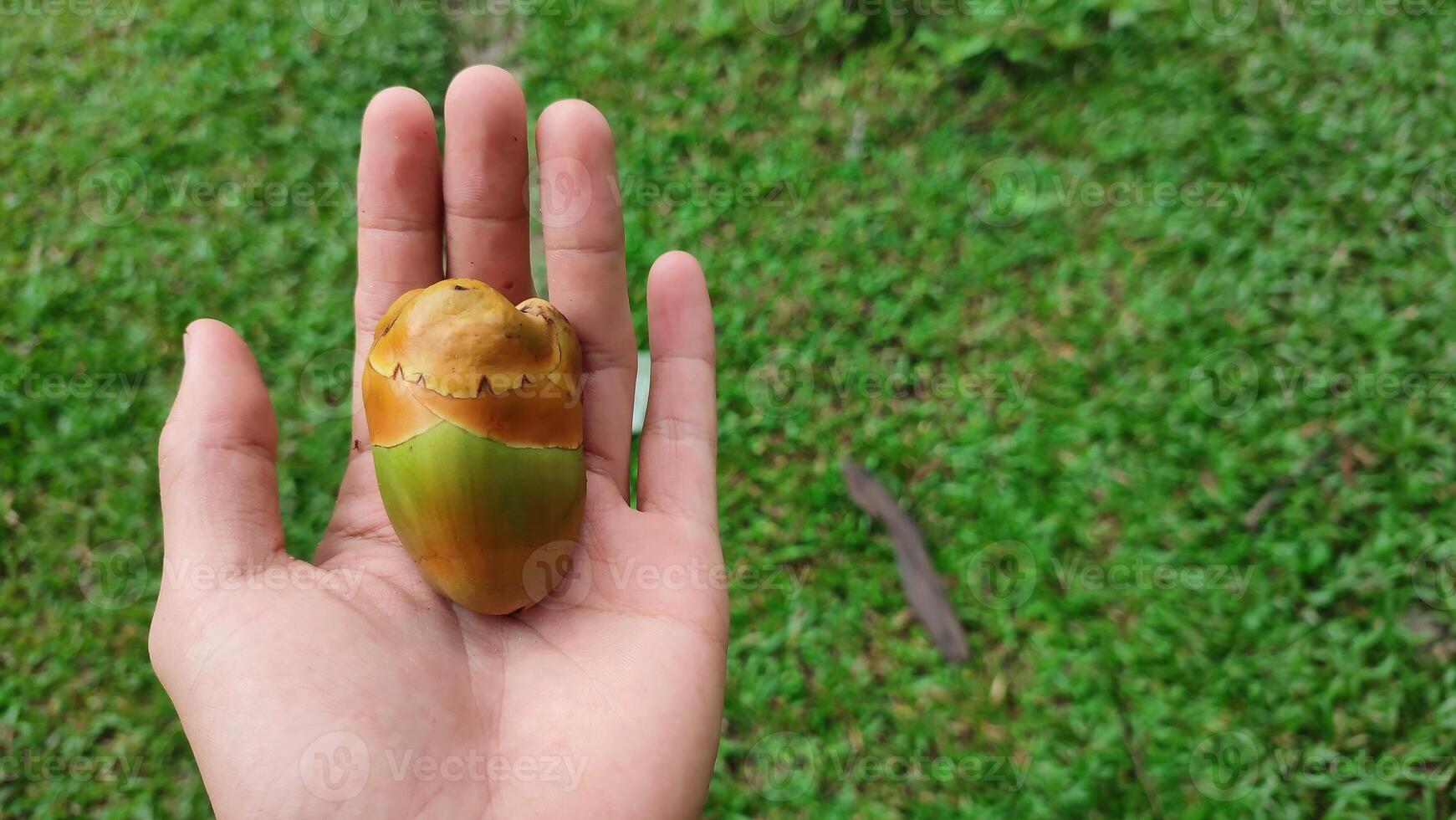 Hand holding small coconut fruit on blurred background photo