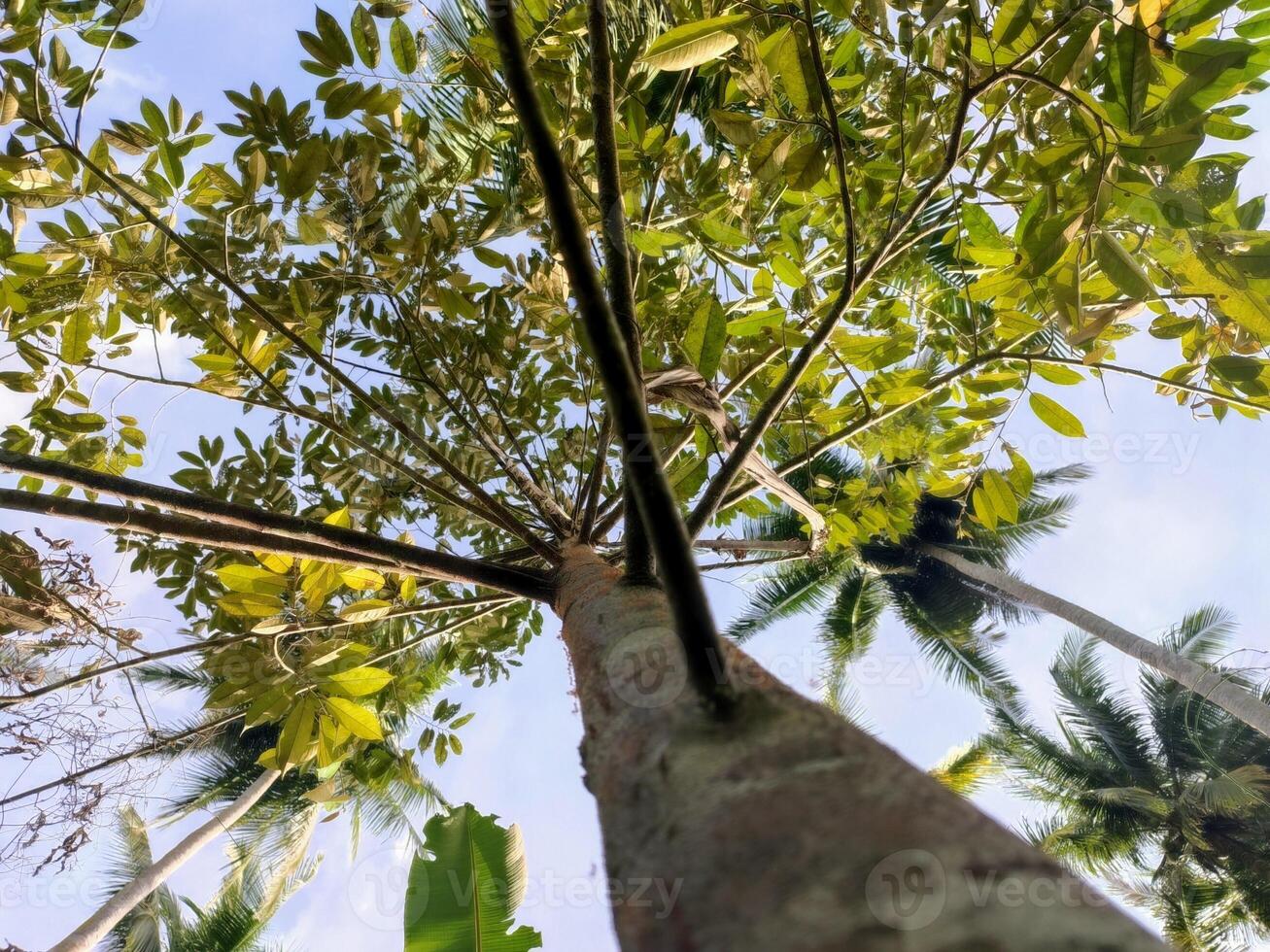 Durian tree with yellow leaves. Seeing the durian tree from below. Durian tree bark against blue sky background photo