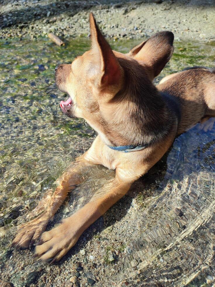 Small dog cheerfully lies and cooled in the shallows of a lake photo