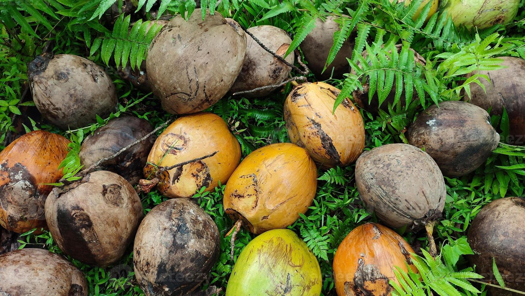 Coconut fruits are laid out on the ground photo