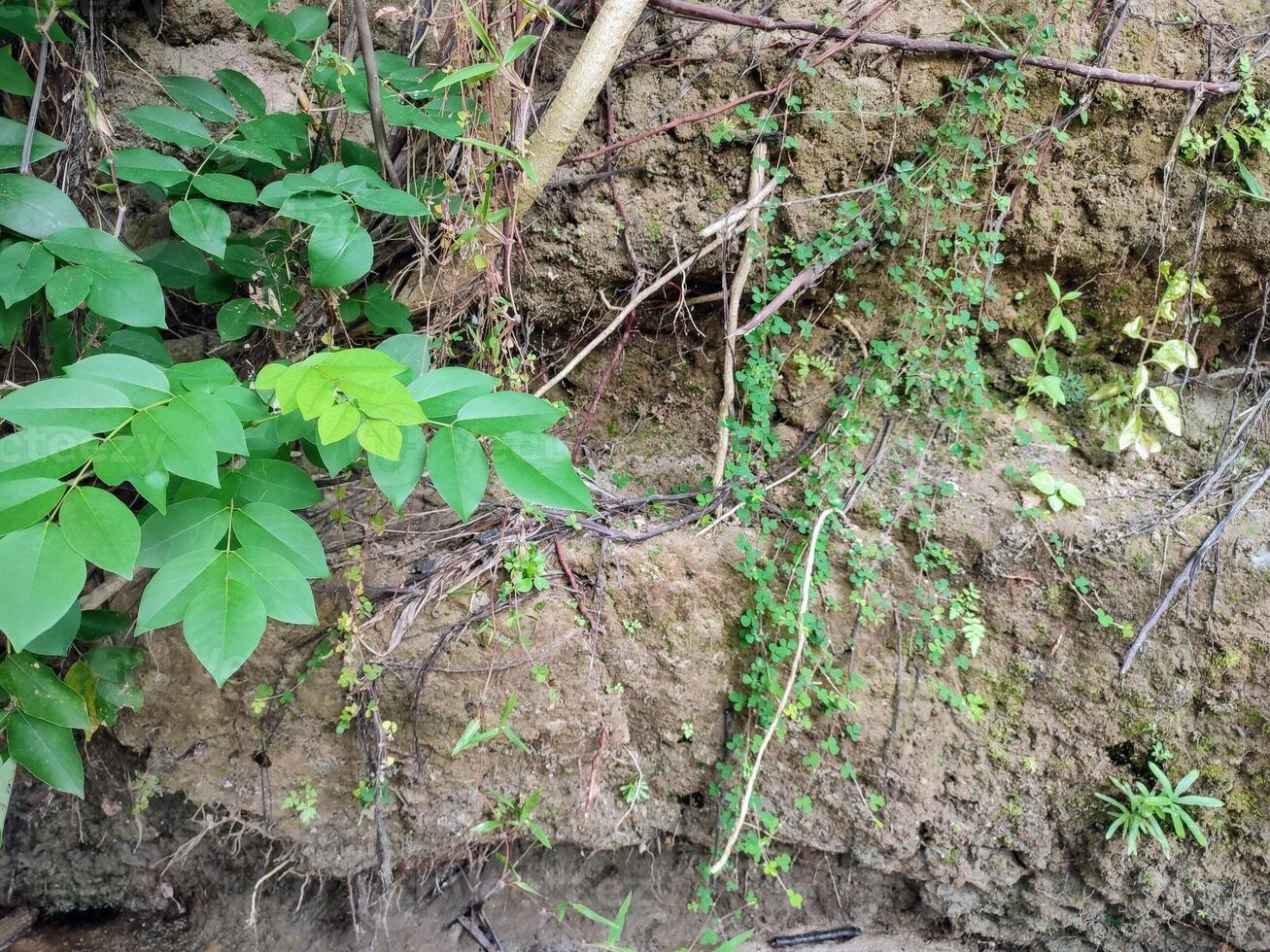 leaves on the edge of a cliff. Leaves of the gamal tree Gliricidia sepium photo