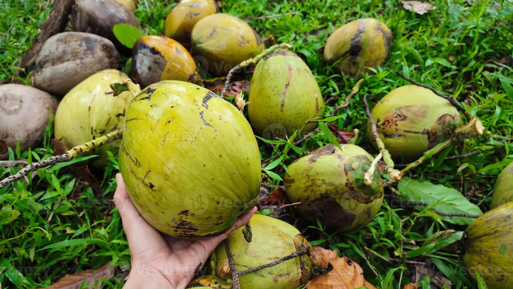 A person holding up a bunch of coconuts photo