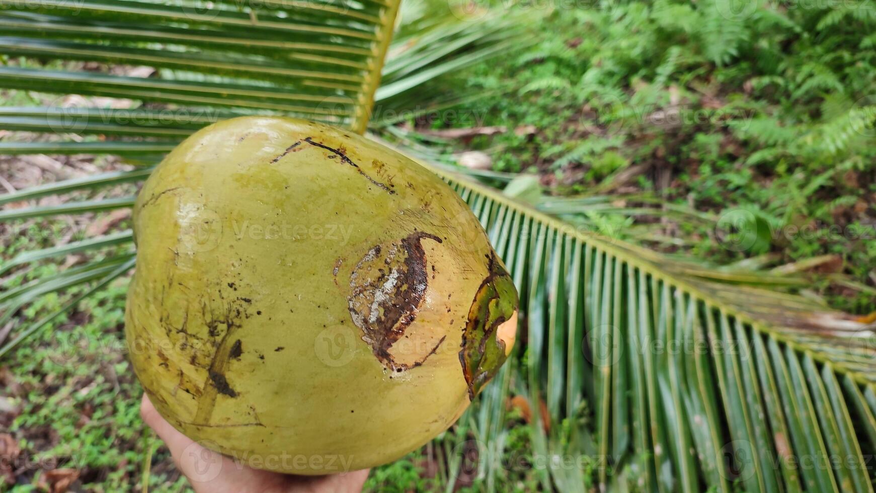 A person holding a coconut with leaves on it photo