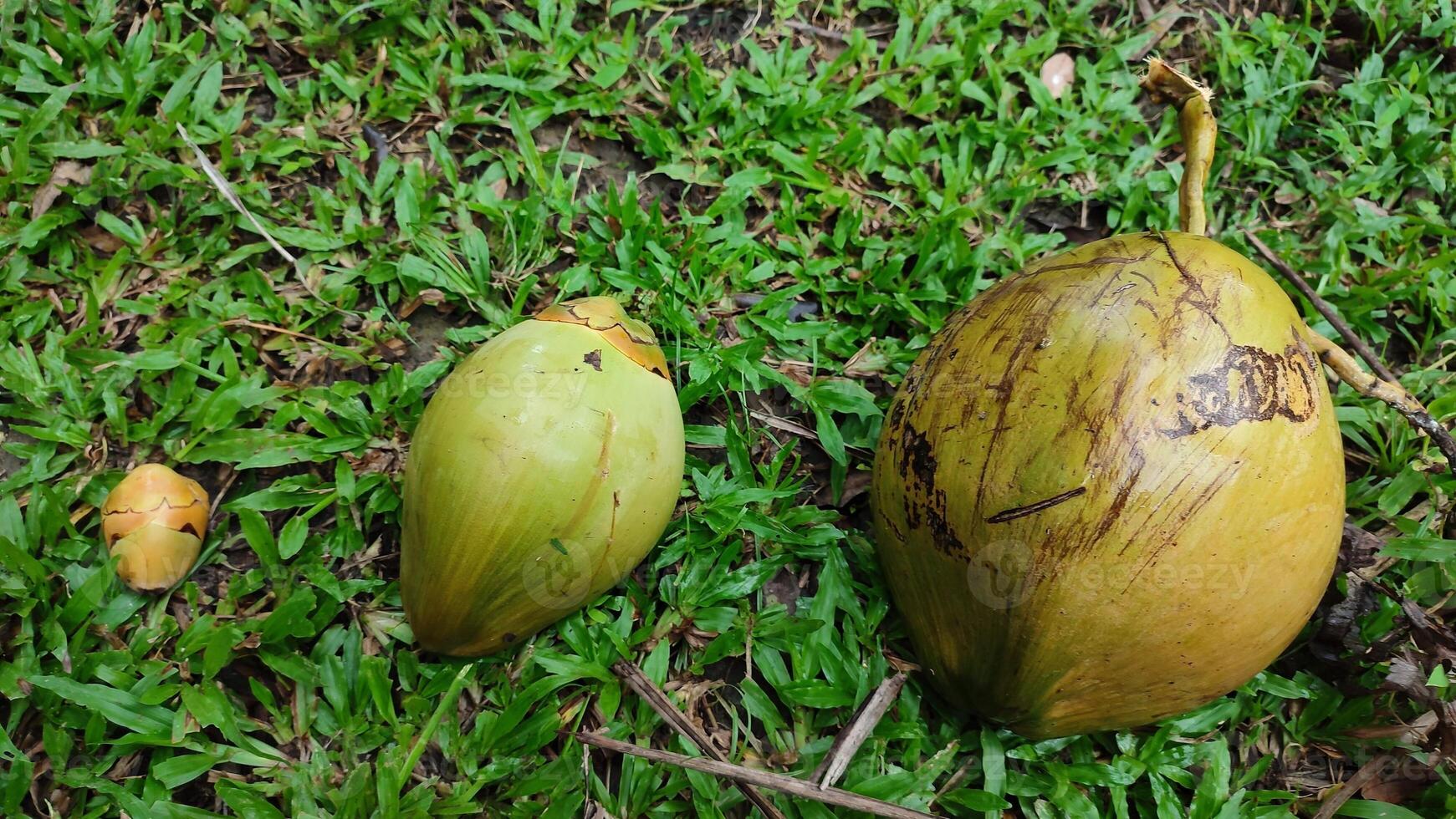 Two coconuts are sitting on the grass photo