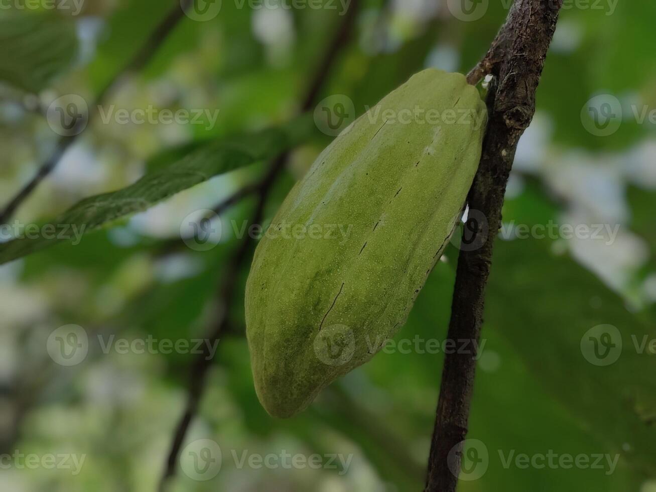 Cocoa pod on a tree photo