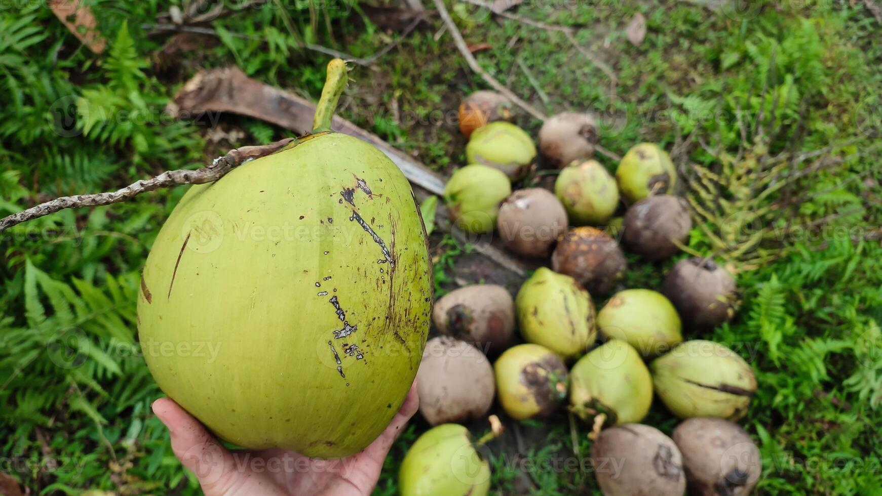 A person holding a green coconut in front of a bunch of other coconuts photo