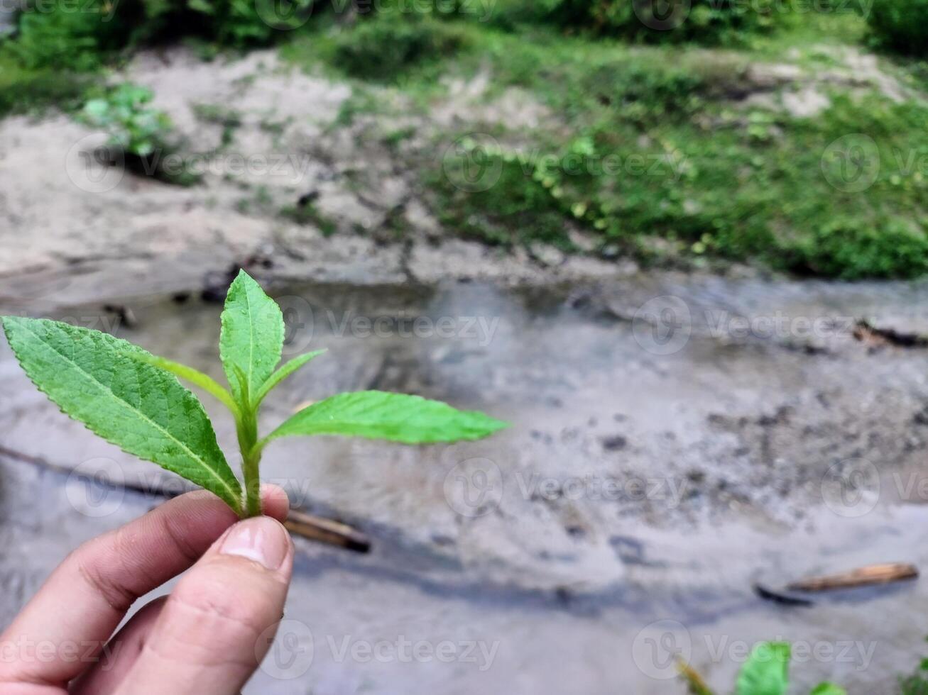 A hand holding a small plant in front of a stream photo
