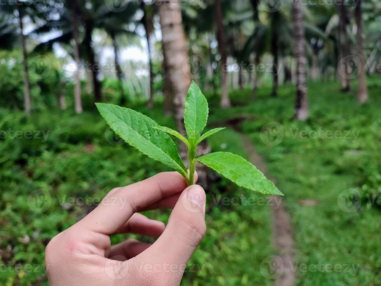 A person holding a leaf in front of a forest photo
