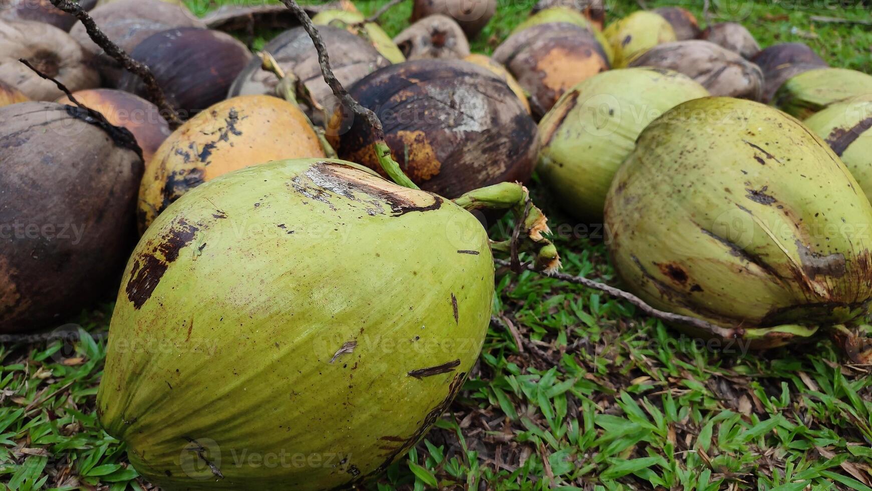 Coconut trees in the rainforest photo