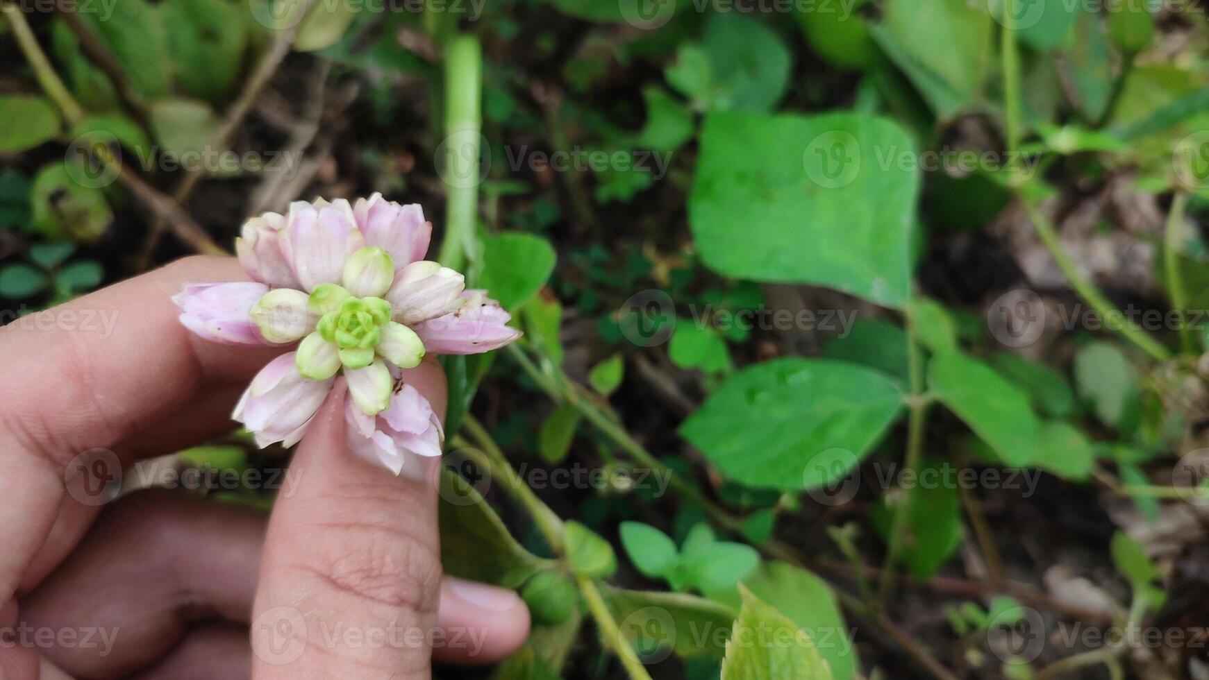 A hand holding a small pink flower in the middle of a field photo