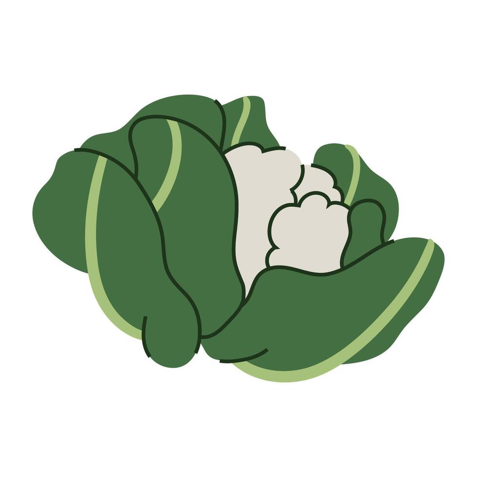Stylized illustration of fresh white cauliflower. vector