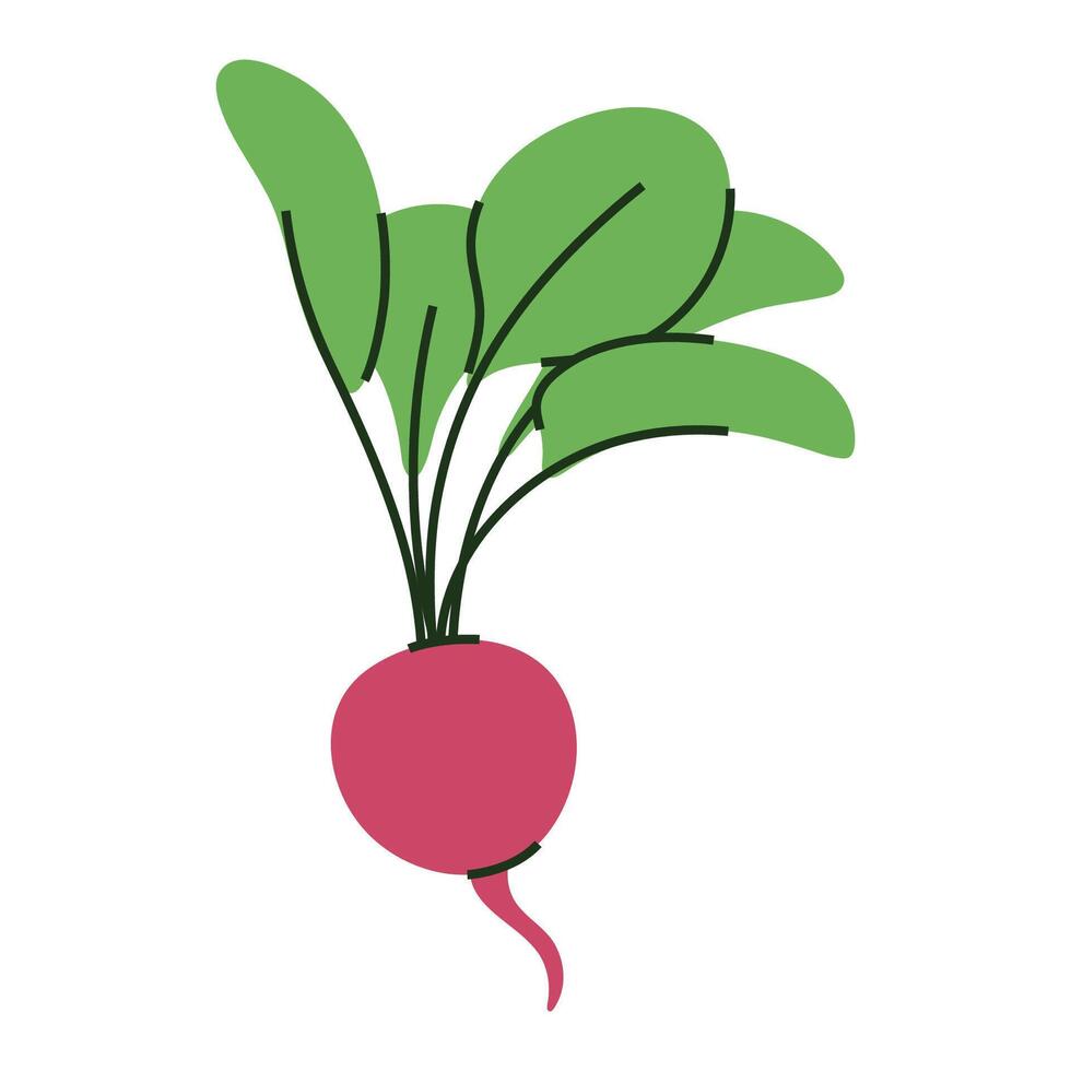 Stylized illustration of fresh radish. vector