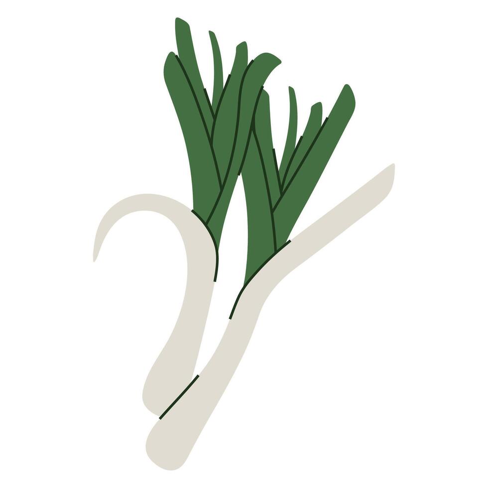 Stylized illustration of fresh green leek. vector