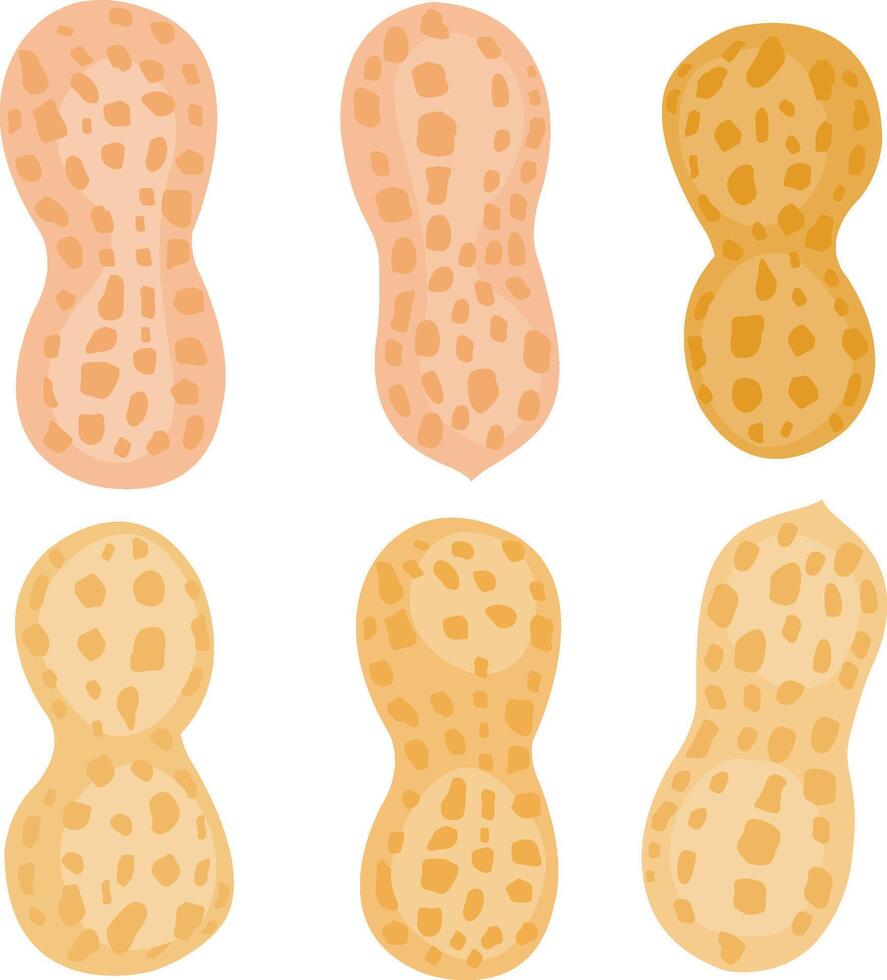 Set of peanuts on white background. Organic natural peanut snacks. Peanut collection. vector