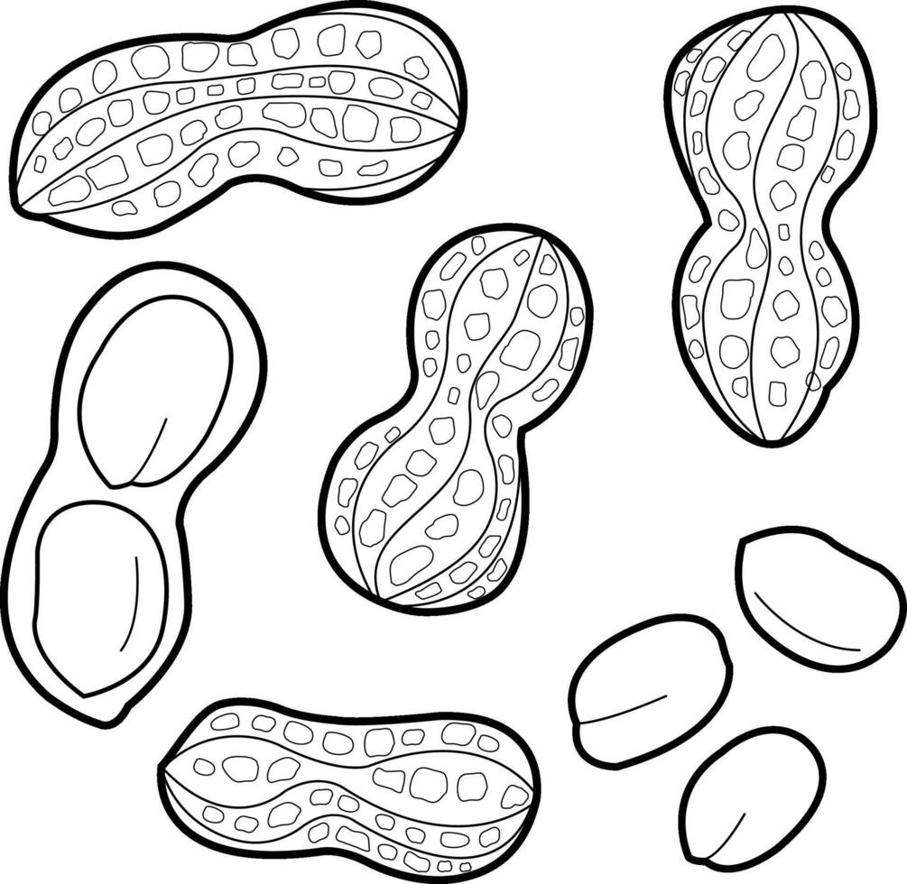 Set of peanuts on white background. Organic natural peanut snacks. Peanut collection. Black and white coloring page. vector