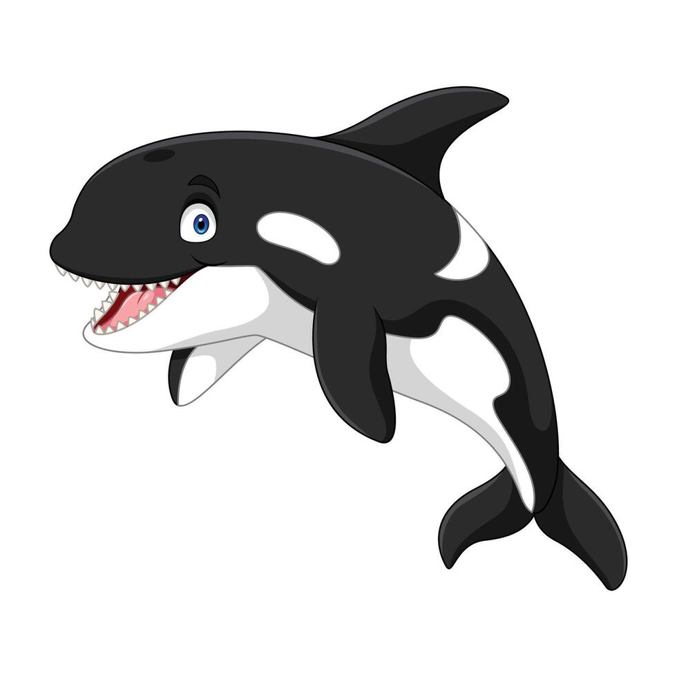 Cartoon orca killer whale on white background vector