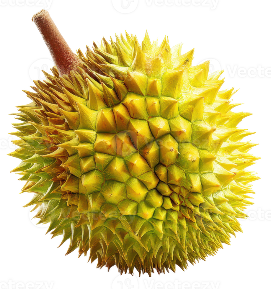 Close up of a whole Durian fruit exotic tropical fruit vibrant yellow green husk sharp thorns png