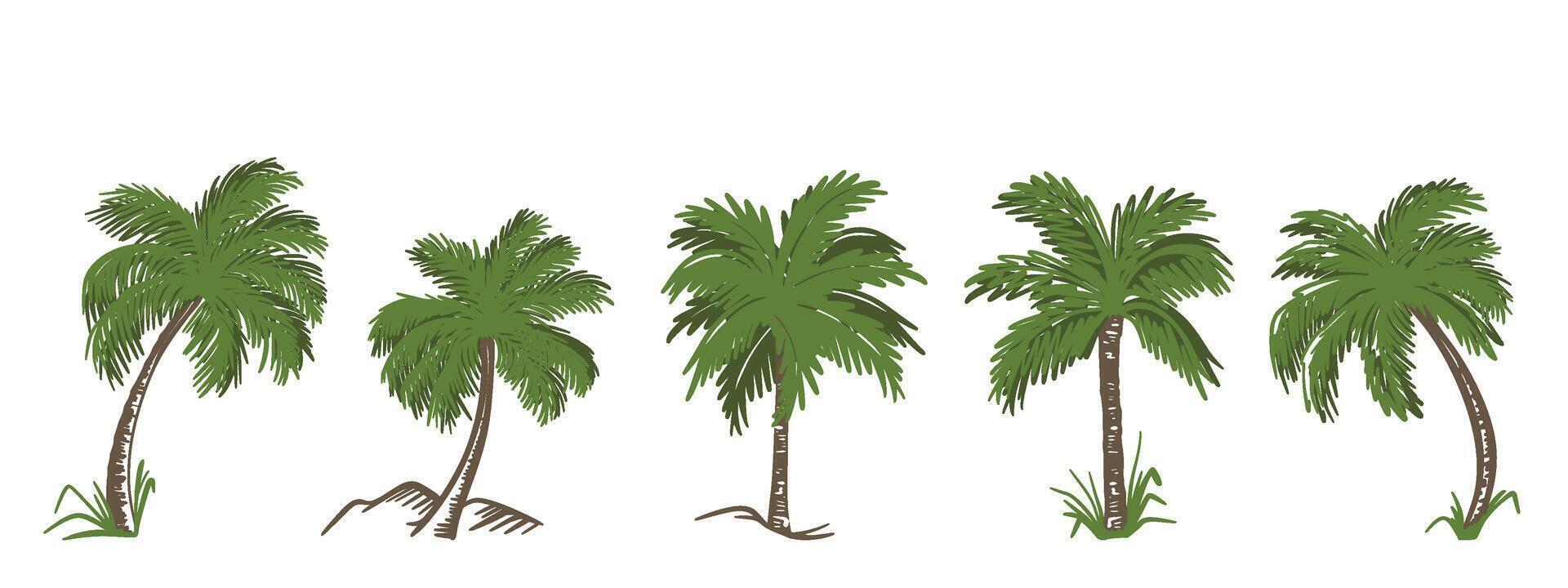 Palm trees set elements vector