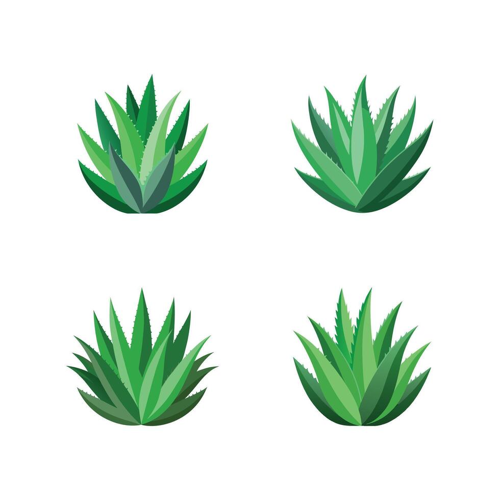 Four Aloe Vera Plants Green Variations Nature Illustration, vector