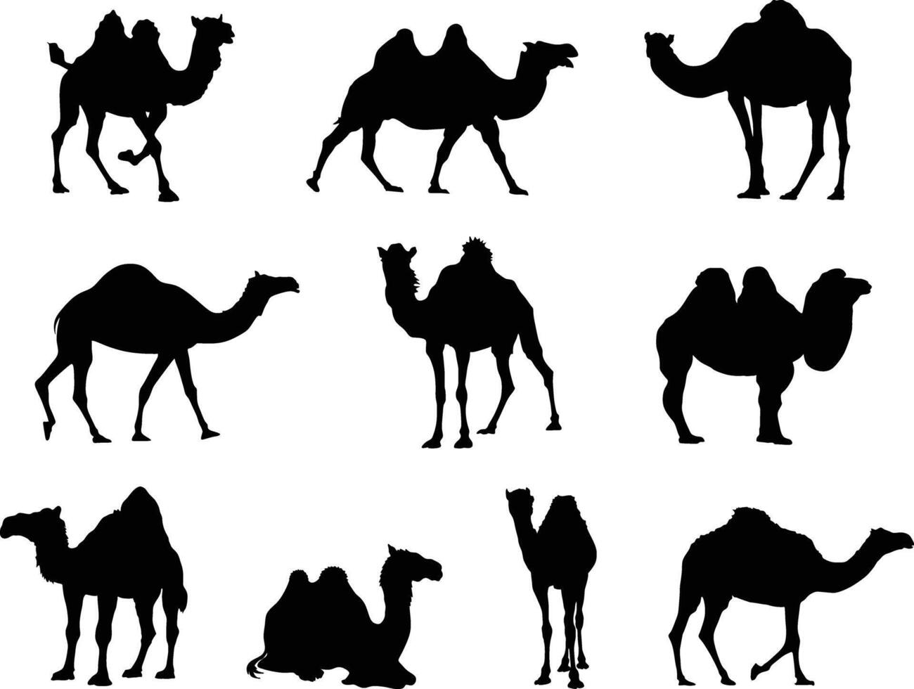 A collection of black camel silhouette illustrations in various poses and angles. Ideal for desert scenes, travel themes, cultural designs, and Middle Eastern or Islamic projects. vector