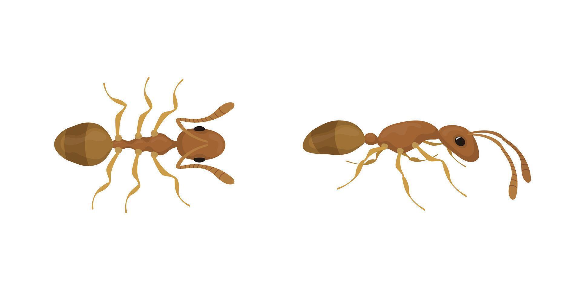 Two brown ants crawling from different points of view vector