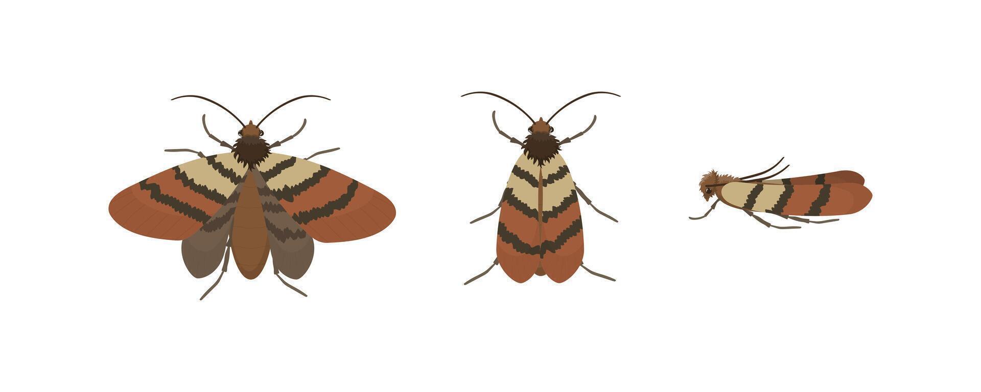 Indian Meal Moth in Different Poses, Showing Wings and Body vector