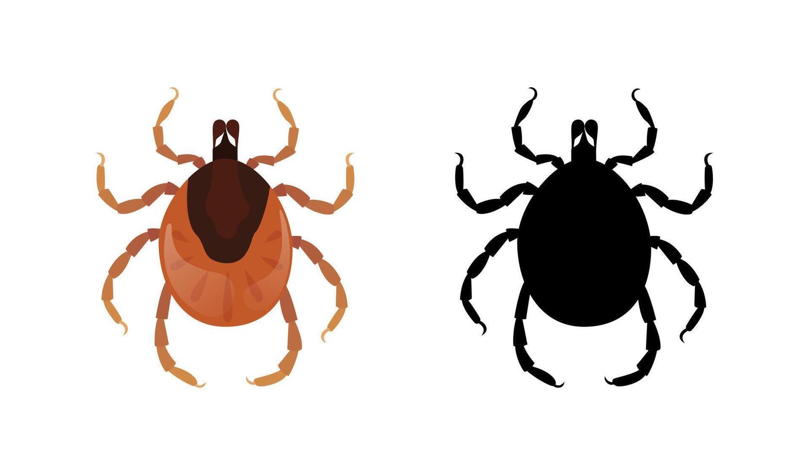 Mite and its silhouette crawling on white background vector