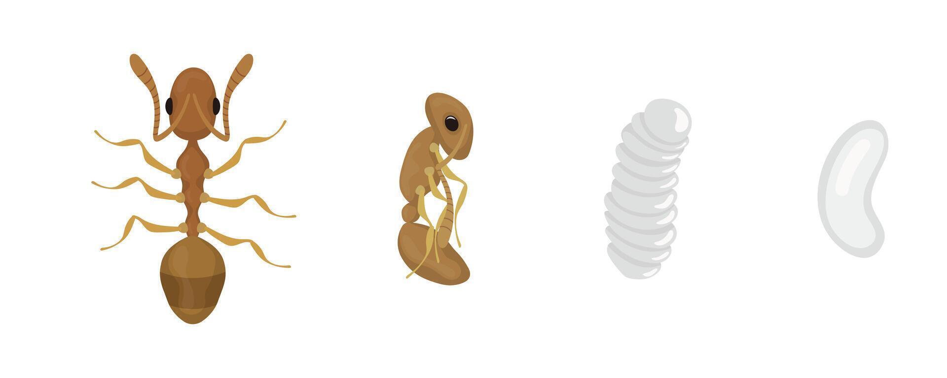 Ant life cycle stages showing development from egg to adult insect vector