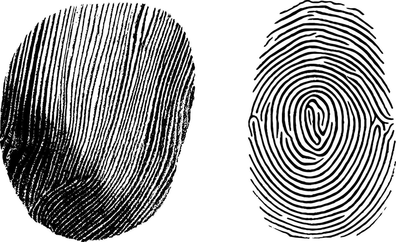 Engraved illustration set featuring textured fingerprint patterns for design and artistic use. vector