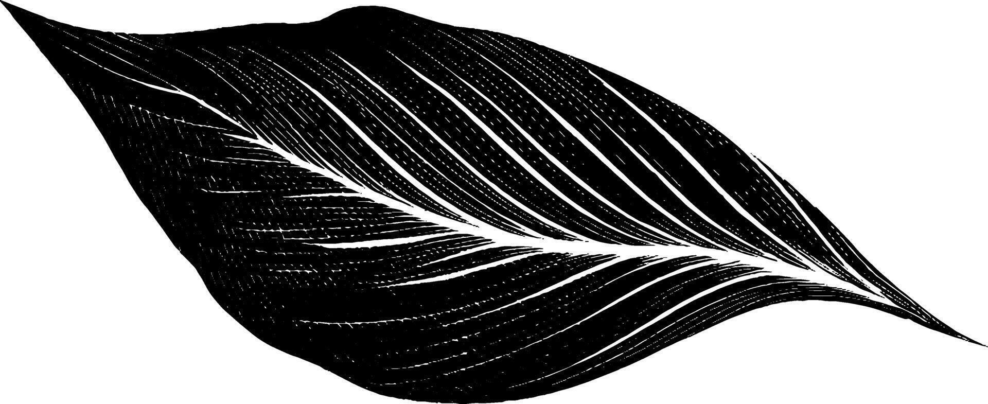 Engraved illustration of stylised leaf with bold black lines for artistic design. vector