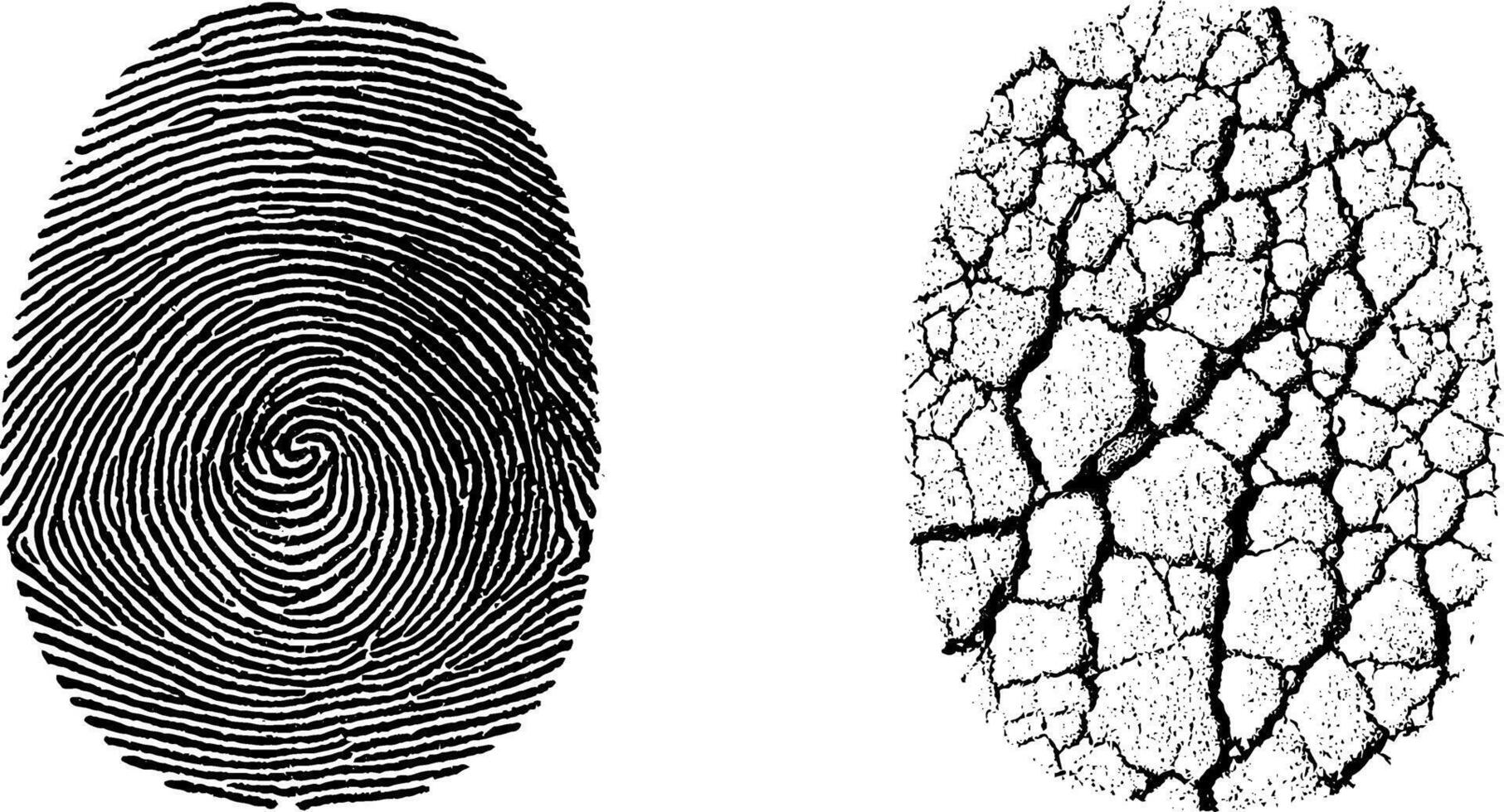 Detailed fingerprint and ridge pattern engraving set for forensic analysis and texture design. vector