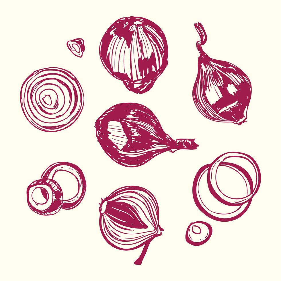 Hand-Drawn Red Onion and Rings Illustration Set vector