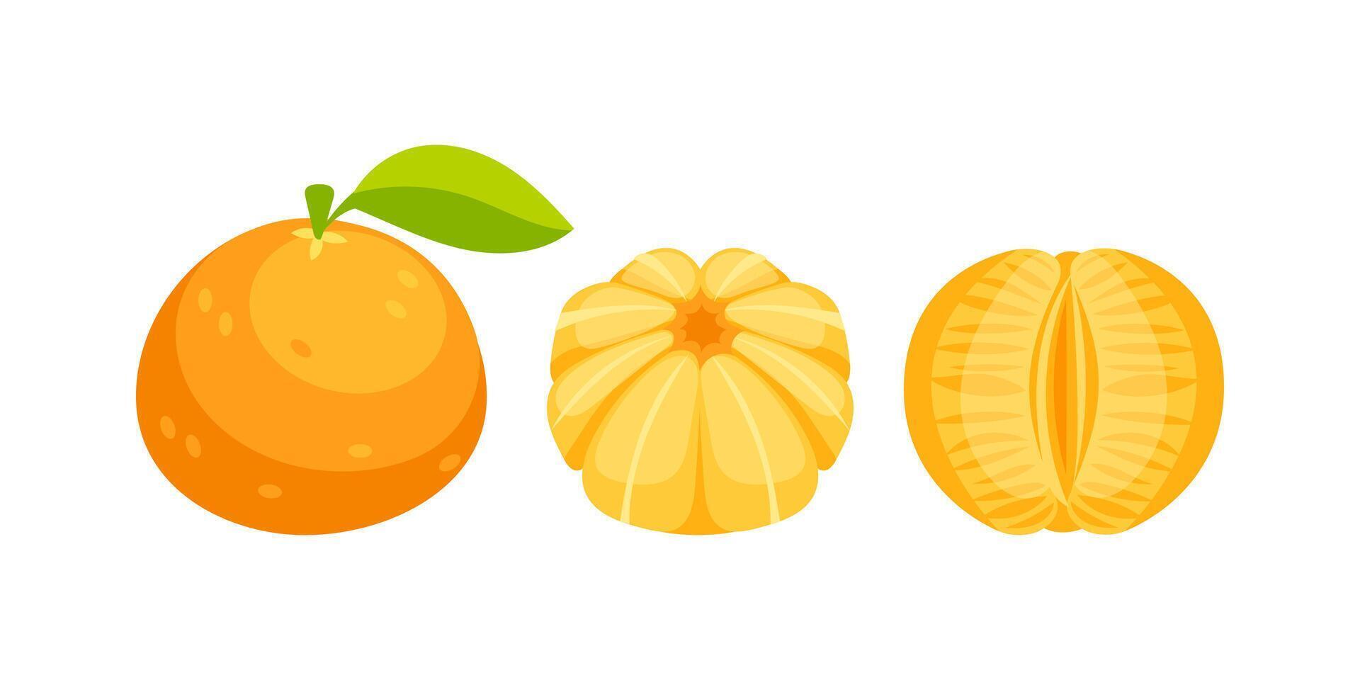 Fresh mandarin orange with leaf, peeled mandarin and open mandarin showing segments vector