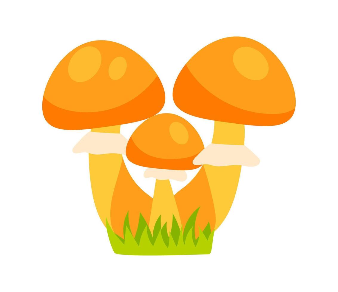 Three orange mushrooms growing in green grass vector