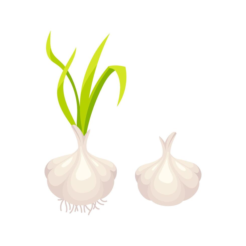 Fresh garlic bulbs with green sprouts and roots growing vector
