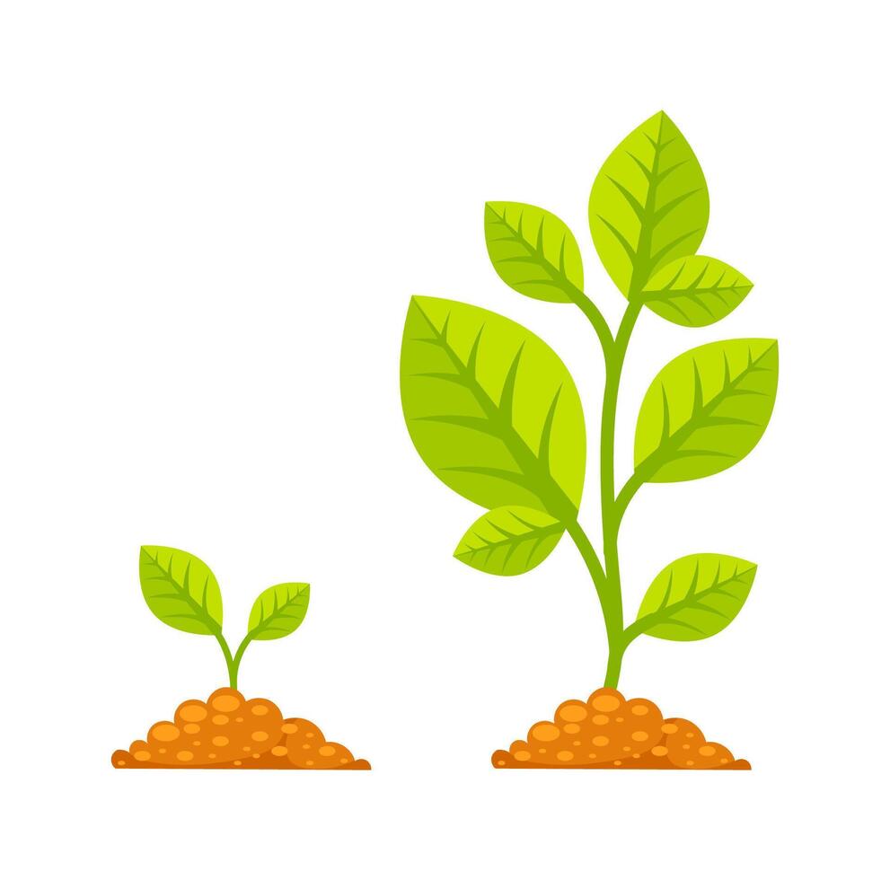 Growing plant showing growth progress from small sprout to large plant vector