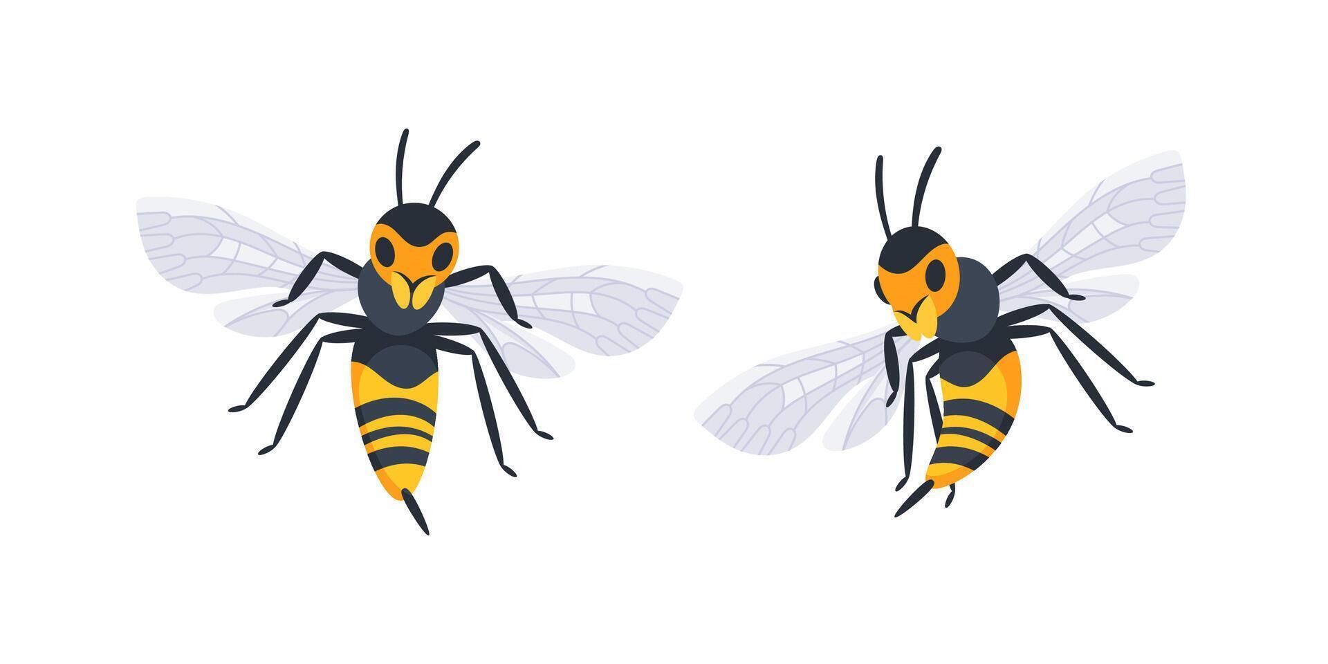 Two wasps flying and showing their wings and stingers vector