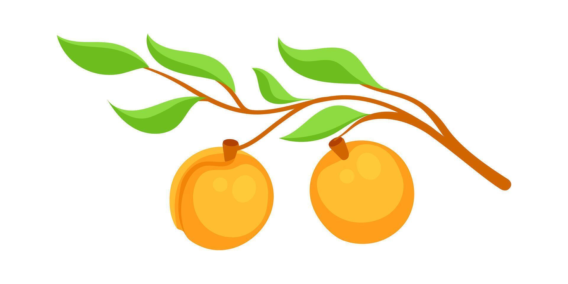 Branch with ripe apricots growing on tree vector