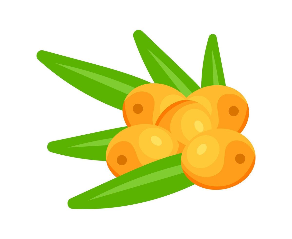 Fresh sea buckthorn berries with leaves lying on white background vector